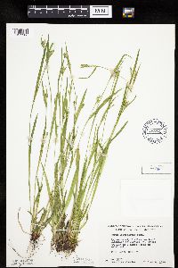 Carex leptonervia image