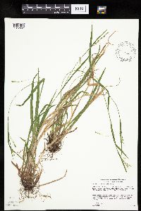 Carex leptonervia image