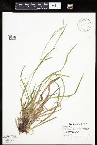 Carex leptonervia image