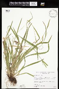 Carex leptonervia image