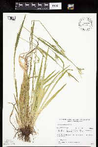 Carex leptonervia image