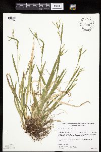 Carex leptonervia image