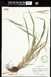 Carex leptonervia image