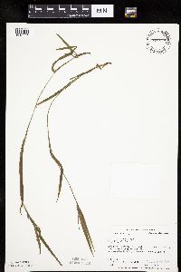 Carex leptonervia image