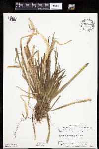 Carex leptonervia image