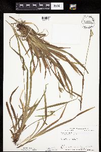 Carex leptonervia image