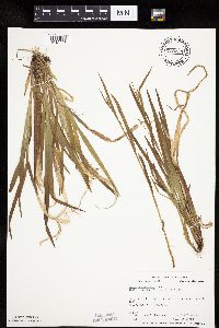 Carex leptonervia image
