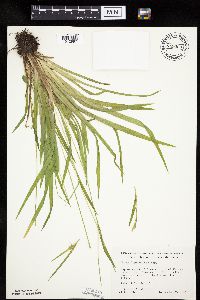 Carex leptonervia image