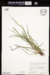 Carex leptonervia image