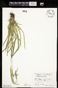 Carex leptonervia image