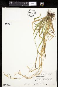 Carex leptonervia image