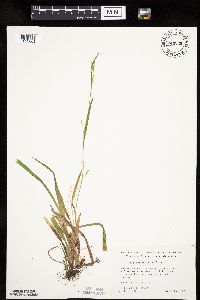 Carex leptonervia image