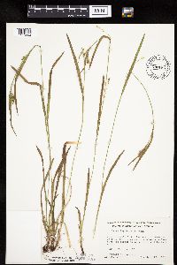 Carex leptonervia image