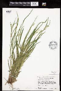 Carex leptonervia image