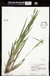 Carex leptonervia image