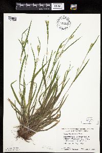 Carex leptonervia image