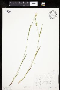 Carex leptonervia image