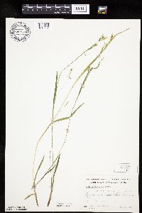 Carex leptonervia image