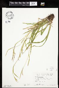 Carex leptonervia image