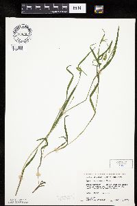 Carex leptonervia image