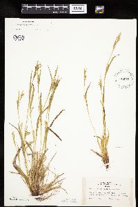 Carex leptonervia image