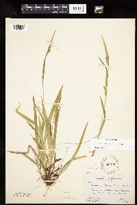 Carex leptonervia image