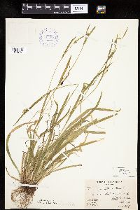 Carex leptonervia image