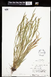 Carex leptonervia image