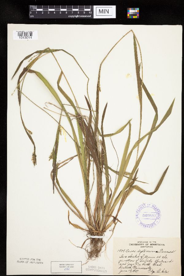 Carex leptonervia image