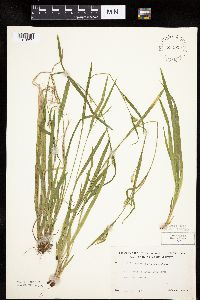 Carex leptonervia image