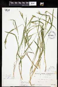 Carex leptonervia image