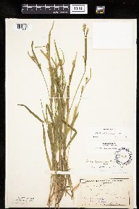 Carex leptonervia image