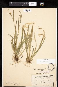 Carex leptonervia image