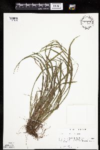 Carex leptonervia image