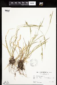 Carex leptonervia image