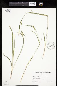 Carex leptonervia image