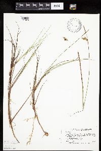 Carex limosa image