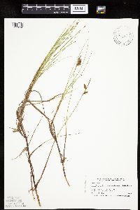 Carex limosa image