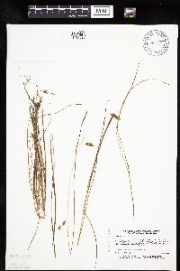 Carex limosa image
