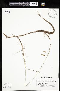 Carex limosa image