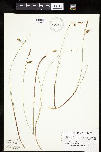 Carex limosa image