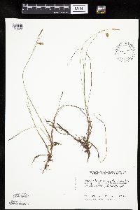 Carex limosa image