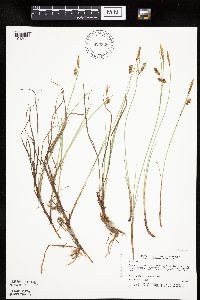 Carex limosa image