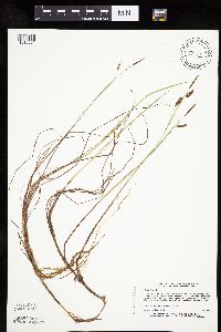 Carex limosa image