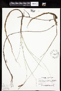 Carex limosa image