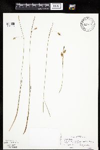 Carex limosa image