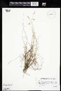 Carex limosa image