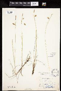 Carex limosa image