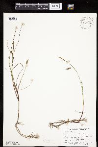Carex limosa image