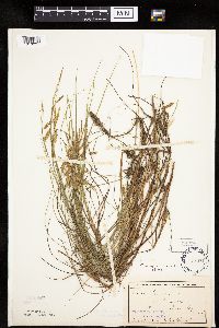 Carex limosa image